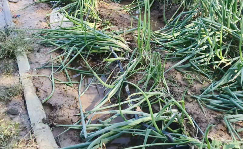 長白蔥倒伏