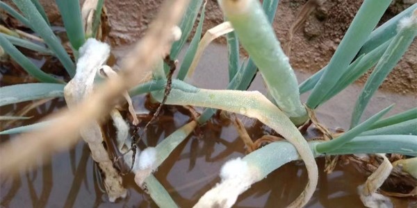 天氣異常變化(降水線北移)對大蔥種植的影響