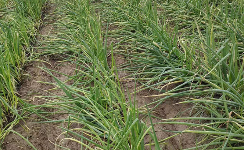 大蔥大面積倒伏