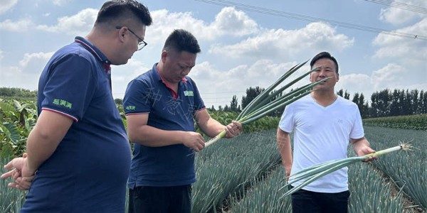 蔥滿滿走入青島銳星