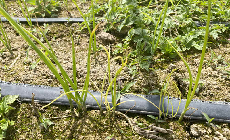 蔥苗發生苗黃苗弱