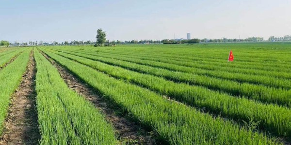 如果你在大蔥育苗之前，能看到這篇文章，多好啊