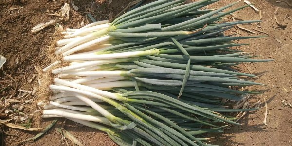 大蔥最新價格行情