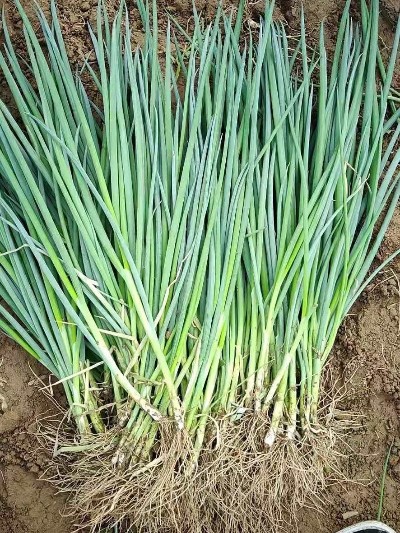 求購蔥苗