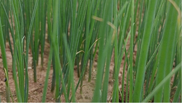 河南商丘柘城小規模鋼蔥蔥苗育苗案例