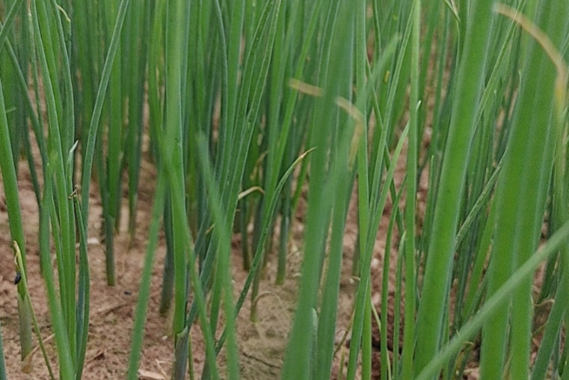蔥苗實拍