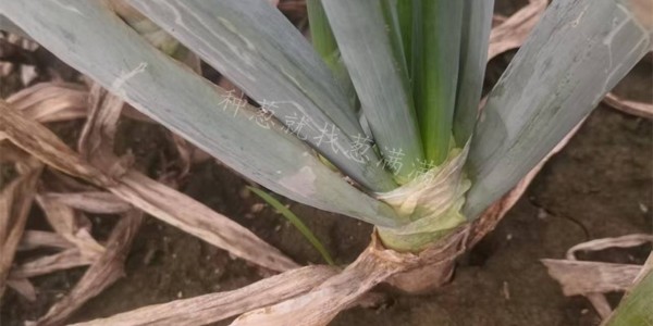 大蔥在不同生長時期遭遇降雨對品相有哪些影響