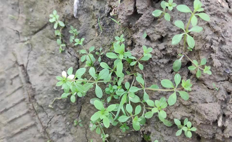 蔥地雜草近景實拍