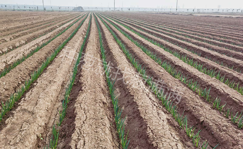 移栽后的蔥田