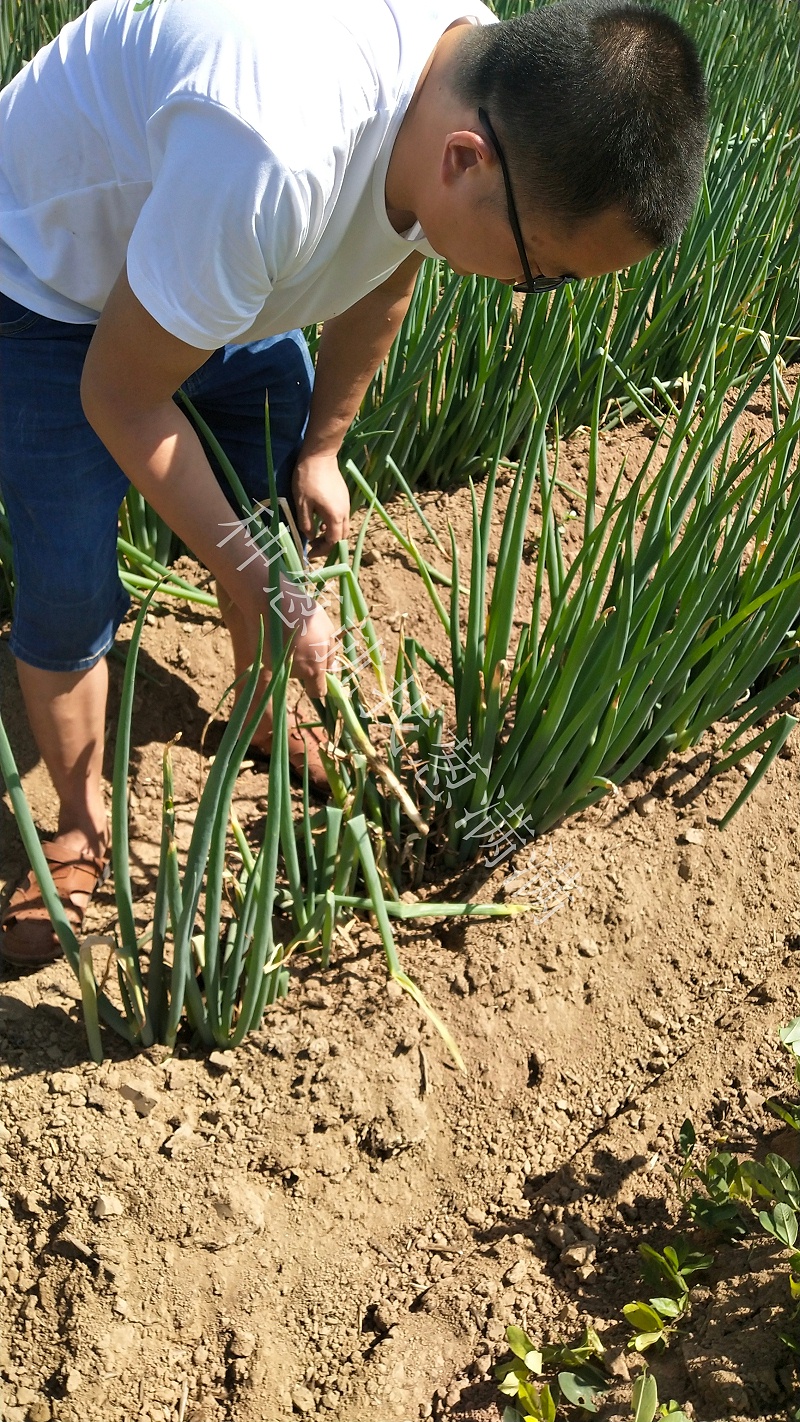 大蔥軟腐病用什么藥防治好