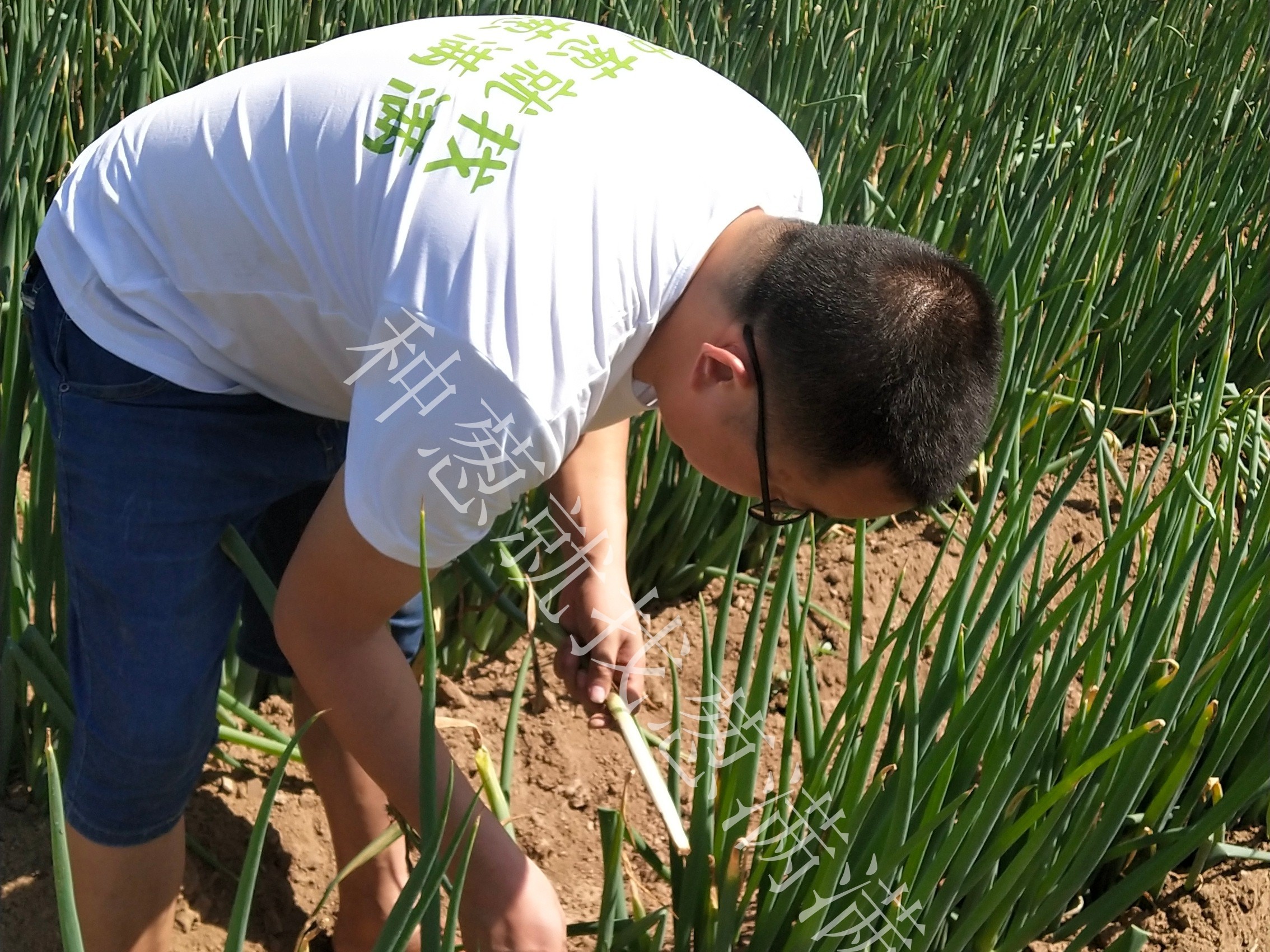 大蔥軟腐病用什么藥防治好