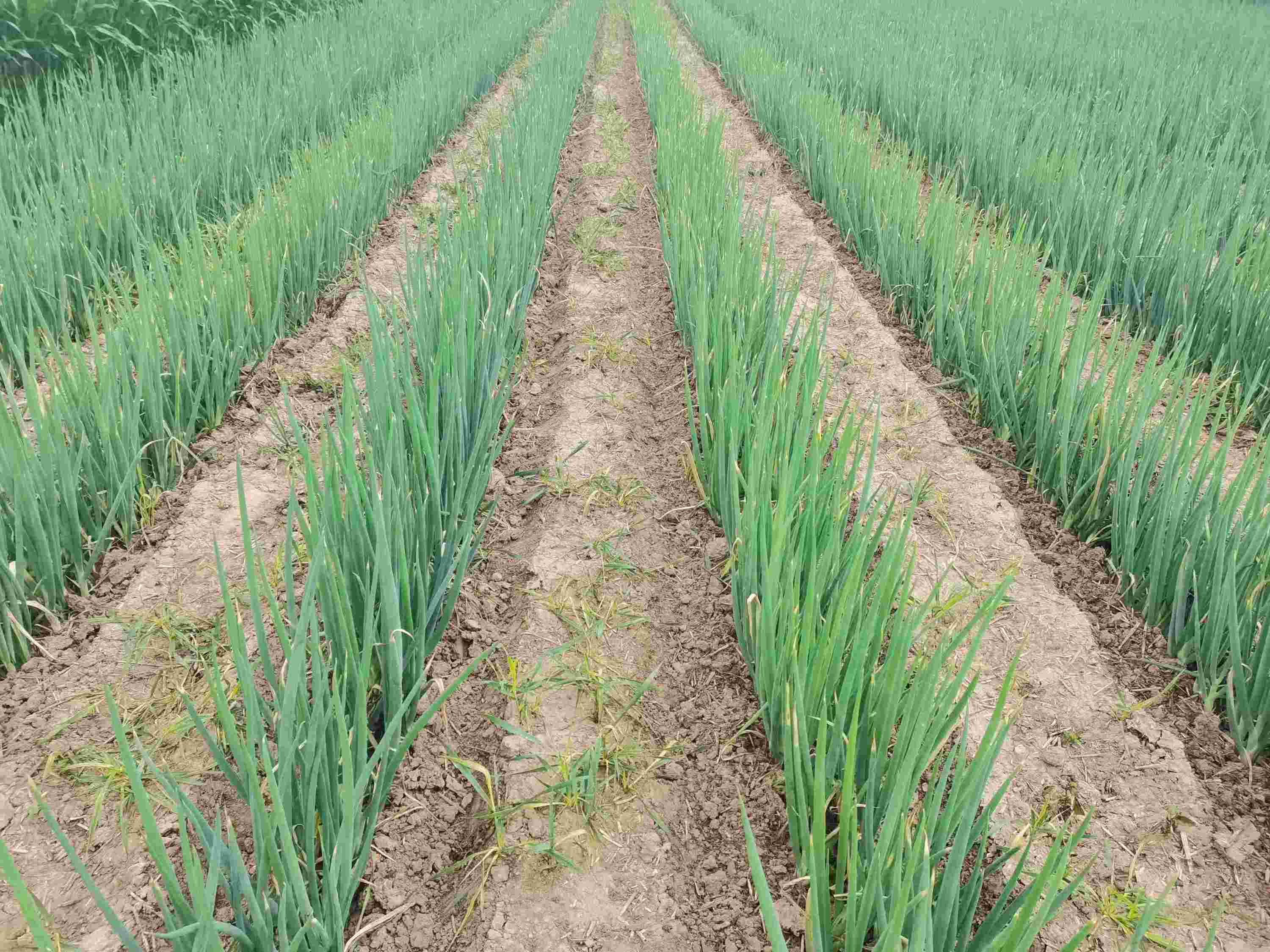 大蔥種植技術(shù)