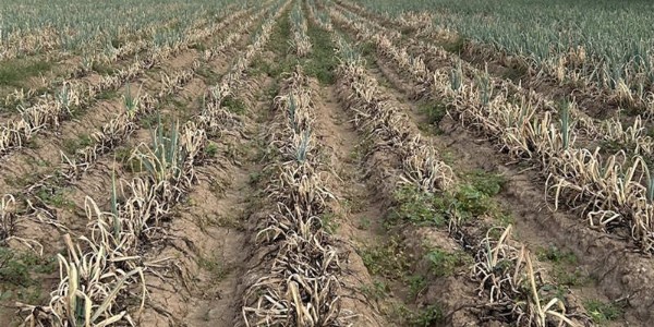 連續(xù)降雨對大蔥產(chǎn)量的影響