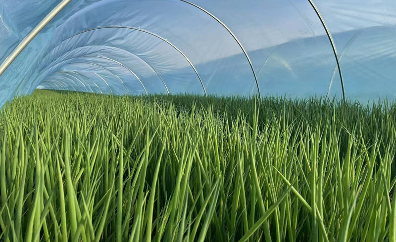 蔥滿滿基地蔥苗實拍