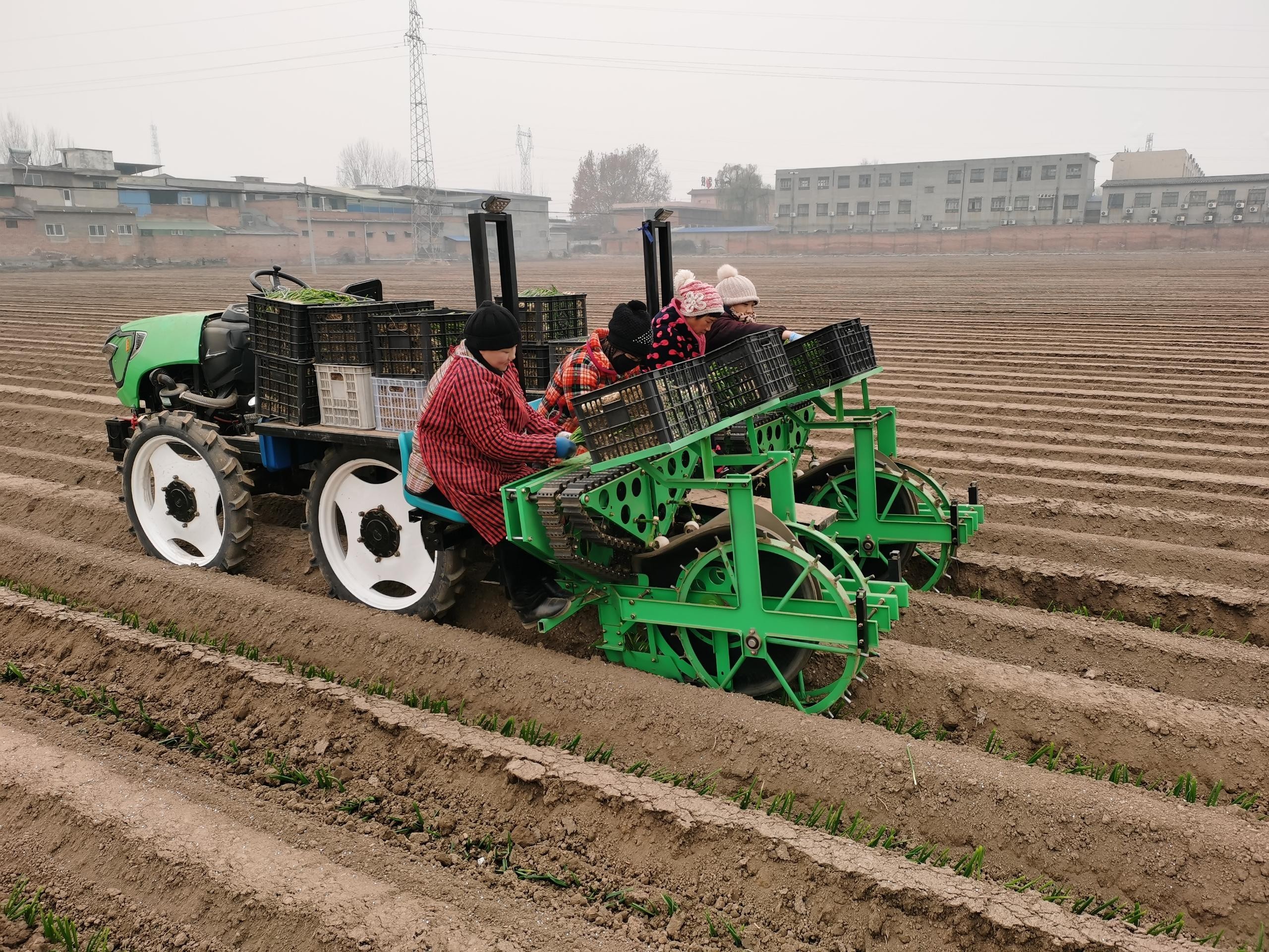 大蔥移栽前需要準備哪些工作？如何對移栽后進行防蟲管理？