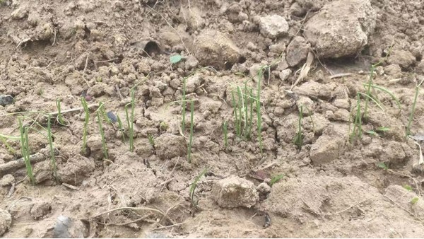 山西晉中大蔥種植轉型技術指導