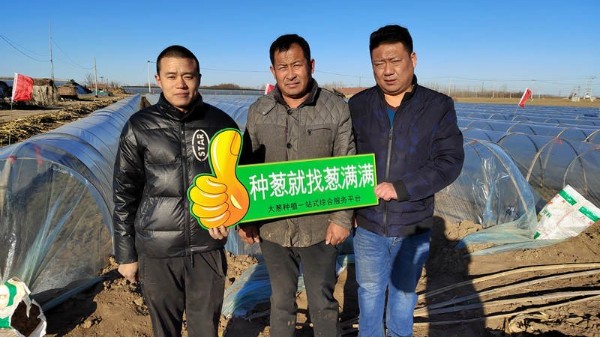 山東東營50畝鋼蔥技術支持