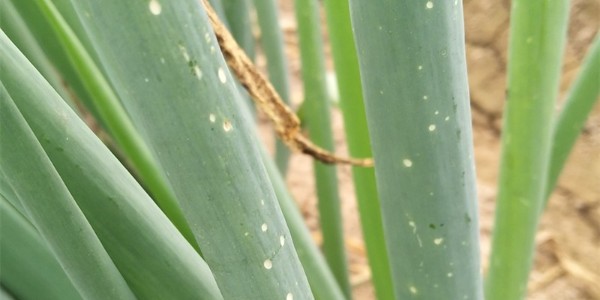 大蔥地里灰霉病頻發應該如何防治