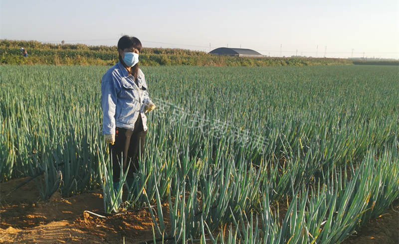 趙先生蔥田實拍
