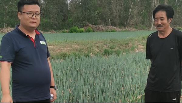 寧夏賀蘭鋼蔥種植蔥滿滿線下技術指導