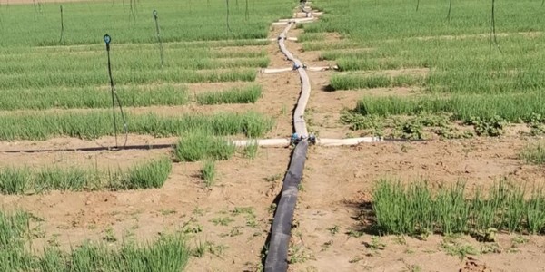 蔥滿滿指定許昌代育苗基地蔥苗長勢實況