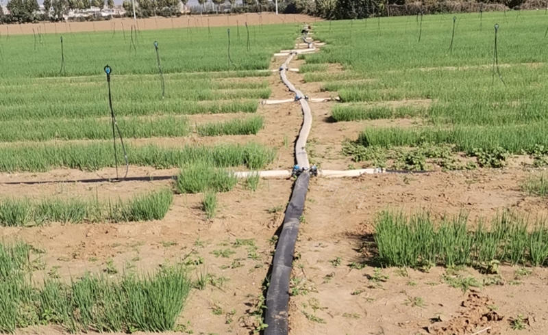 許昌基地蔥苗苗床